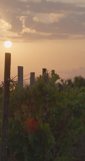 VISITE_VIGNETO_mobile